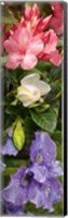 Framed Close-up of Rhododendron and Iris flowers