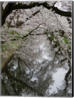 Framed Cherry Trees Reflected in Moat of Hirosaki Park, Japan