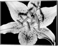 Framed Close up of Lily flower (BW)