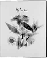 Framed Close-up of Abstract Flower Arrangement (BW)