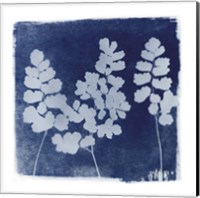 Framed Flora Cyanotype II