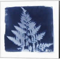 Framed Flora Cyanotype II