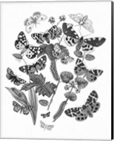 Framed 'Butterfly Bouquet IV Linen BW IV' border=