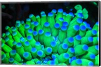 Framed Fluorescing Wnderwater Macro Images