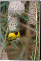 Framed Male Masked Weaver Building a Nest, Namibia