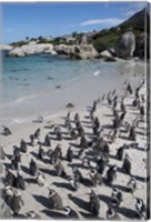 Framed South Africa, Cape Town, Simon's Town, Boulders Beach African Penguin Colony