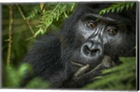 Framed Mountain Gorilla, Bwindi Impenetrable Forest, Uganda