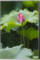 Framed Lotus in a pond, Suzhou, Jiangsu Province, China