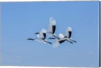 Framed Japanese Cranes Flying