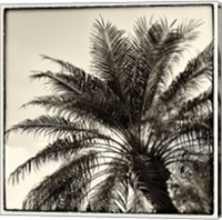 Framed Palm Tree Sepia I