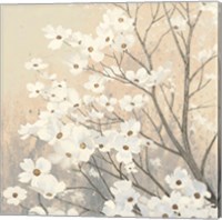 Framed Dogwood Blossoms II Neutral