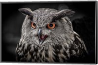 Framed Red Eyed Owl Close Up  - Black & White