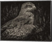 Framed Predator Bird Sepia
