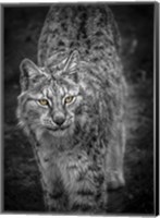 Framed Young Lynx Looking Up - Black & White
