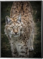 Framed Young Lynx Looking Up