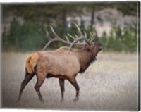 Framed Bull Elk