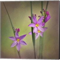 Framed Blue-Eyed Grass Ochoco