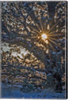 Framed New Years Steens Mountain Sunrise