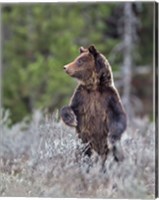 Framed Grizzly Two Year Old