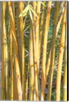 Framed Golden Bamboo
