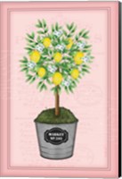 Framed Lemon Topiary - Pink