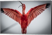 Framed Red Bird VI