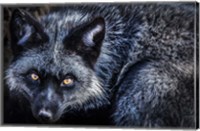 Framed Silver Fox II