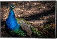 Framed Peacock II