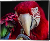 Framed Ara Parrot  III