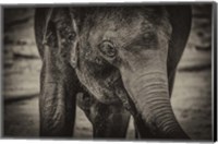 Framed Young Elephant sepia