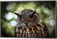 Framed Evil Owl III