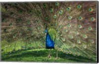 Framed Peacock Showing Off V