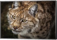 Framed Lynx Close Up