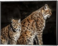 Framed Two Lynxes