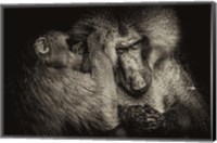 Framed Baboon II Sepia