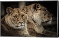 Framed Two Female Lions
