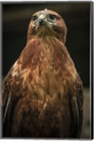 Framed Predator Bird III