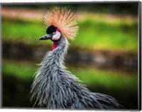 Framed Crowned Crane