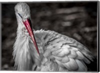 Framed Stork VI