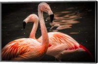 Framed Flamingos