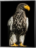 Framed Steller Eagle