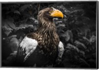 Framed Steller Eagle IV Black