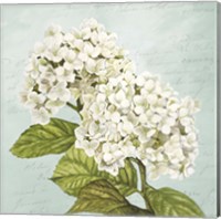 Framed Hydrangeas III (Aqua)