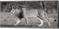 Framed Lion Walking in African Savannah