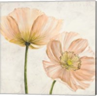 Framed 'Poppies in Pink II' border=