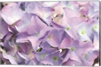 Framed Violet Hydrangeas