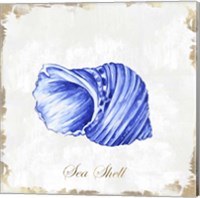 Framed 'Blue Seashell' border=