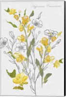 Framed Botantical Yellow Flowers