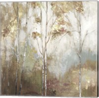 Framed 'Fine Birch II' border=