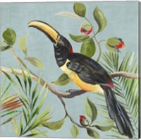 Framed 'Paradise Toucan II' border=